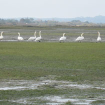 Quelques cygnes