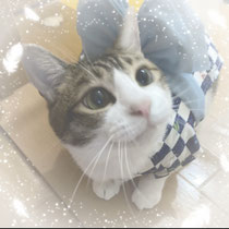 ぬこ屋 