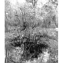 "Teich" Mixed Media, Fotodruck 49 x 39 cm
