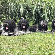 Familie -Askii, Cooper, Bisou, Enya (v.l.n.r.)