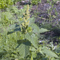 Amaranthus retroflexus, Rauhhaariger Fuchsschwanz, Bereich D Rheinaue,  Aufnahme-Datum: 30.07.2008