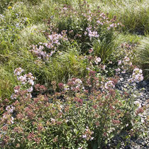 Saponaria officinalis, Bereich  D  Aufnahme-Datum: n.b.