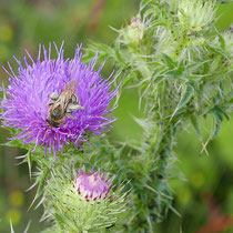 Biene auf Blüte der Sumpfkratzdistel, Bereich D Rheinaue, Aufnahme-Datum: 16.06.2019