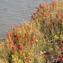 Rumex thyrsiflorus, Bereich  A Hafen, Aufnahme-Datum: n.b.