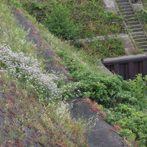 Coronilla varia, Sedum album, Fraxinus excelsior, Hieracium aurantiacum, Rumex thyrsiflorus, Rosa rugosa, Bereich A Hafenmauer,  Aufnahme-Datum: 19.06.2010