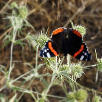 Admiral auf Blüte von Feldmannstreu, Bereich D Rheinaue, Aufnahme-Datum: 27.07.2019