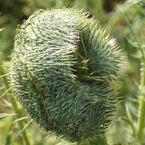 Cirsium vulgare, Gewöhnliche Kratzdistel, (Mutation), Bereich A Hafen,    Aufnahme-Datum: 19.03.2019