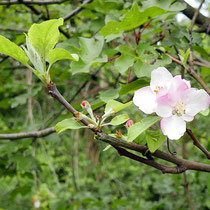 Malus spec, Apfel, Bereich C Gelände, Aufnahme-Datum: 10.05.2019