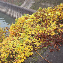 Rosa rugosa, Kartoffelrose in Herbstfärbung, Bereich A Hafen, Aufnahme-Datum. n.b.