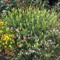 Reseda lutea, Hypericum perforatum, Coronilla varia, Bereich D, Rheinaue, Aufnahme-Datum: 21.06.2015 