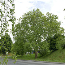 Platanus x Hispanica, Ahornblättrige Platane, Bereich BGelände, Aufnahme-Datum: 10.05.2019