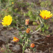 Hieracium aurantiacum, Orangerotes Habichtskraut,Bereich A Hafen,  Aufnahme-Datum: 21.06.2015