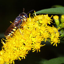 Bienenwolf auf Blüte von Goldrute, Bereich D Rheinaue, Foto Günter Abels, Aufnahme-Datum: 09.08.2019