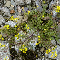 Rorippa sylvestris, Wilde Sumpfkresse, Bereich D Rheinaue,  Aufnahme-Datum: 20.07.2009