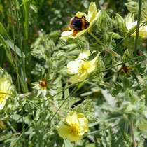 Erdhummel auf Aufrechtes Fingerkraut, Bereich A Hafen, Aufnahme-Datum: 29.05.2019