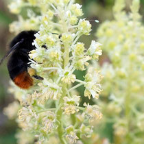 Steinhummel auf Wilde Resede, Bereich A Hafen, Aufnahme-Datum: 17.07.2019