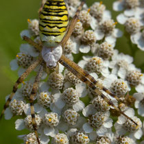 Wespenspinne mit Beute auf Wiesenschafgarbe, Achillea millefolium, Bereich C (Rheinaue), Foto mit frdl. Genehmigung von Ralf Forsten, Aufnahme-Datum 16.08.2021