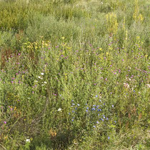 Artemisia vulgaris, Oenonthera biennis, Cirsium arvense, Rumex thyrsiflorus, Echium vulgare, Bereich D Aufnahme-Datum: n.b. 