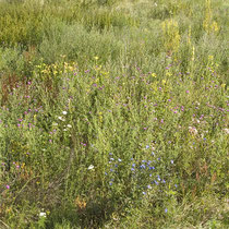 Artemisia vulgaris, Oenonthera biennis, Cirsium arvense, Rumex thyrsiflorus, Echium vulgare, Bereich D Aufnahme-Datum: n.b. 