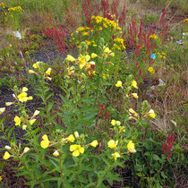 Oenothera spec., Nachtkerze, Bereich A Hafen,  Aufnahme-Datum: 21.06.2015