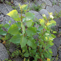 Populus canadensis, Bastardpappel, Bereich A Hafen, Aufnahme-Datum: 03.05.2009