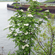 Sorbus aucuparia, Vogelbeere, Bereich A Hafen,  Aufnahme-Datum: 27.04.2019