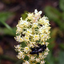 Maskenbiene auf Blüte der Resede, Bereich A Hafen,  Foto Günter Abels, Aufnahme-Datum: 26.05.2019