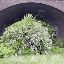 Crataegus monogyna, Eingriffliger Weissdorn, Bereich D Rheinaue, Aufnahme-Datum: 27.04.2019Aufnahme-Datum: 27.04.2019