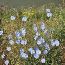 Cichorium intybus, Gewöhnliche Wegwarte, Bereich D Rheinaue,    Aufnahme-Datum: n.b.    