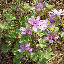 Malva sylvestris, Wilde Malve, Bereich D Rheinaue,  Aufnahme-Datum: 21.06.2015 