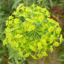 Euphorbia esula, Eselswolfsmilch, Bereich C (Rheinaue) Aufnahme-Datum: 16.04.2019