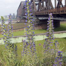 Echium vulgare, Gewöhnlicher Natternkopf, Bereich B Gelände,  Aufnahme-Datum: 01.06.2008