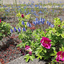 Rosa rugosa, Kartoffelrose, Bereich A Hafen, Aufnahme-Datum: 03.05.2009