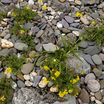 Rorippa sylvestris, Wilde Sumpfkresse, Bereich D Rheinaue,  Aufnahme-Datum: 20.07.2009