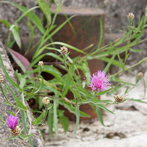 Centaurea scabiosa, Scabiosen-Flockenblume, Bereich A Hafen,  Aufnahme-Datum:21.06.2015 