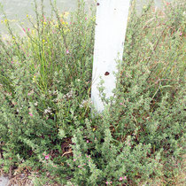 Ononis spinosa, Dornige Hauhechel, Halbstrauch, Bereich A Hafen, Aufnahme-Datum: 21.06.2015