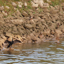 Gefieder trocknender Kormoran auf Basaltblöcken der Mole Südhafen,  Aufnahme-Datum: 27.09.2019