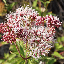 Eupatorium cannabinum, Gewöhnlicher Wasserdost,  Bereich D Rheinaue    Aufnahme-Datum: n.b.