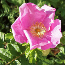 Rosa rugosa, Kartoffelrose, Bereich A Hafen, Aufnahme-Datum: 03.05.2009