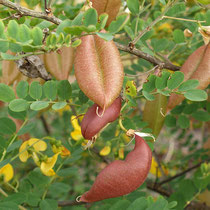 Caragana arborescens, Gewöhnlicher Erbsenstrauch, Samenstand, Bereich B Gelände, Aufnahme-Datum: 21.06.2015 