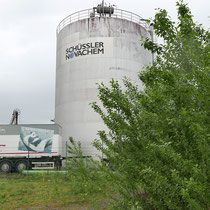 Populus canadensis, Bastardpappel, Bereich A Hafen, Aufnahme-Datum: 27.04.2019