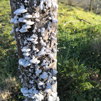 Schadbild von Pilzbefall (Schyzophyllum commune, Gemeiner Spaltblättling) an Hochstamm von Sorbus thuringiaca fastigiata, Aufnahme-Datum: 05.03.2021