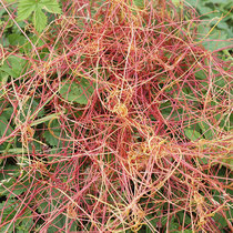 Cuscuta europaea, Europäische Seide,  Bereich A Hafen,  Aufnahme-Datum: 21.06.2015