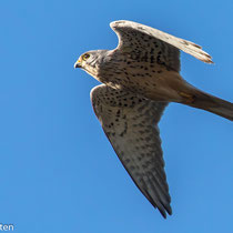 Turmfalke im Steigflug, Aufnahme-Datum: 25.02.2019, m.frdl. Genehmigung von Ralf Forsten