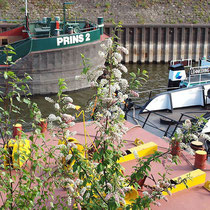 Prunus padus, Traubenkirsche, Bereich A Hafen, Aufnahme-Datum: n.b. 