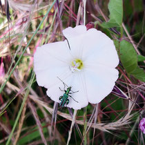 Scheinbockkäfer auf Blüte der Ackerwinde, Bereich B Gelände, Aufnahme-Datum: 16.06.2019