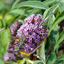 Taubenschwänzchen auf Blüte des Schmetterlingsflieders, Bereich D Rheinaue, Aufnahme-Datum: 22.07.2019