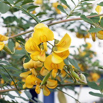 Caragana arborescens, Gewöhnlicher Erbsenstrauch, Blüte, Bereich B Gelände, Aufnahme-Datum: 21.06.2015 