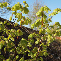 Tilia platyphyllos, Sommerlinde, Bereich A Hafen, Aufnahme-Datum: n.b.