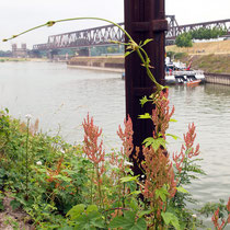 Rumex thyrsiflorus, Rispen-Sauerampfer, Bereich A Hafen,  Aufnahme-Datum: 21.06.2015